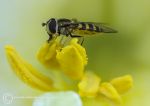 Hoverfly