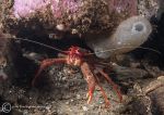 Long-clawed spider crab