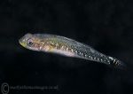 Two-spot goby 1