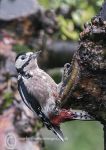 Greater-spotted Woodpecker
