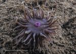 Red-specked Pimplet Anemone