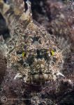 Long-spined scorpionfish