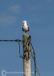 Herring gull