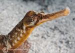 Greater pipefish