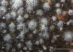 Sea loch anemones
