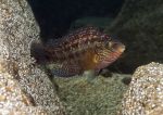 Corkwing wrasse