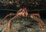 Long-clawed squat lobster