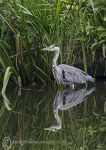 Grey Heron Reflection 1