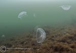 Moon jelly swarm