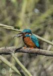 Kingfisher & Fish 3