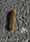 Oak Eggar Moth Caterpillar