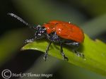 lily beetle