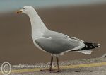 Herring Gull