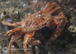 Harbour swimming crab