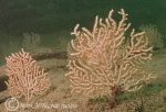 pink sea fan