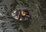 Duckling