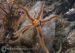 Black brittlestar