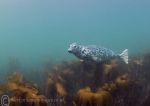 Grey seal pup