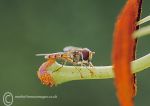 Marmalade Hover Fly