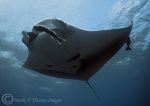 Giant Manta