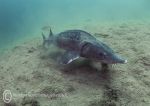 Sturgeon feeding 2