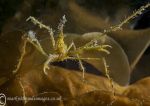 Long-legged spider crab