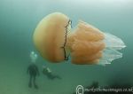 Barrel Jellyfish & Divers 1