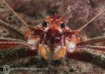 Long-clawed squat lobster