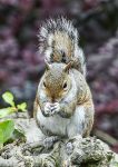 Grey Squirrel