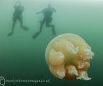 Barrel Jellyfish & Divers 2
