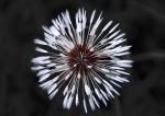 dandelion clock