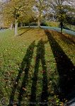 Autumn shadows
