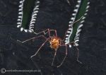 Sea spider on glove