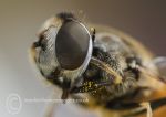 Hover fly - head 2
