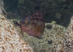 Corkwing Wrasse