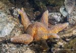 Common starfish 