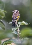 Goldfinch