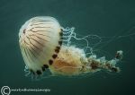 Compass jellyfish