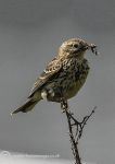 pipit