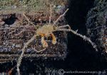 Scorpion spider crab