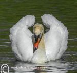 Mean-looking swan