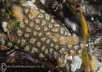 Star sea squirt - yellow