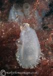 Sea squirt