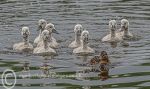 Cygnets & Mallard 2