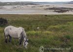 Omey strand - low water