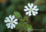 White campion