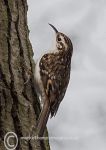 Treecreeper