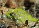 long-spined scorpionfish-green