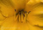 Yellow - lily stamens