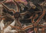 Black brittlestars